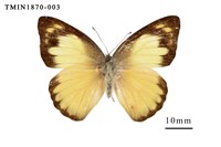 藏品(尖粉蝶)的圖片